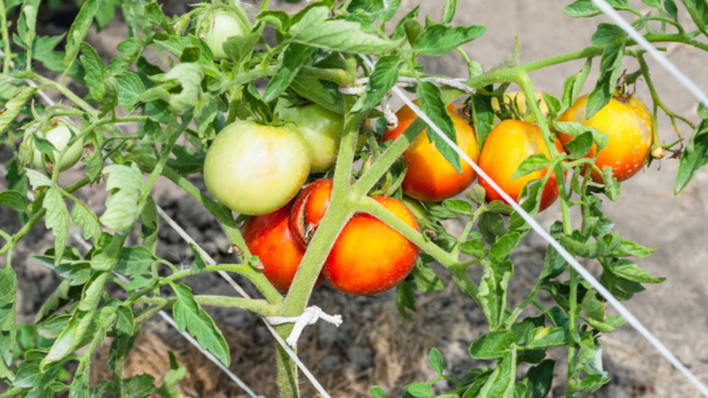 Several tomatoes on the vine growing in a garden