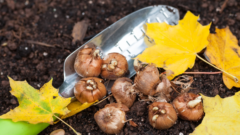 Bulbs with shovel