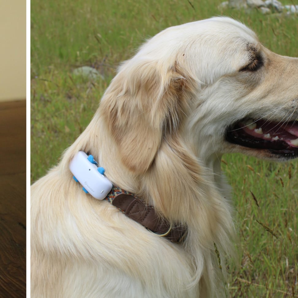 Tractive - GPS dog collar review — Pocket Puppy School