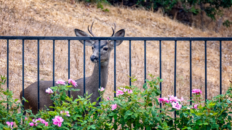 A deer looks through a fence into a garden