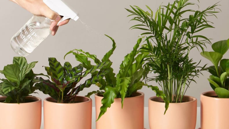 plants being watered
