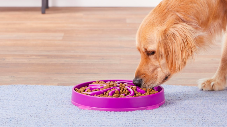 Slow down speedy eaters with this special dog bowl.