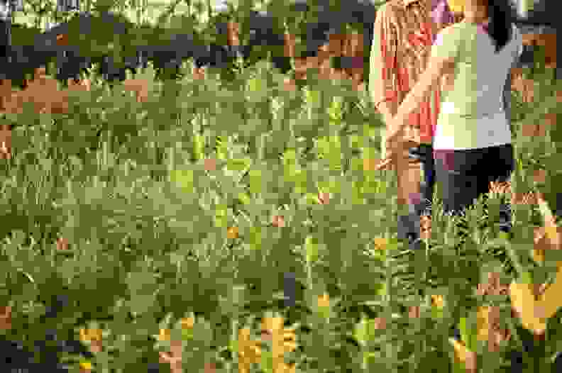 Couple in a field