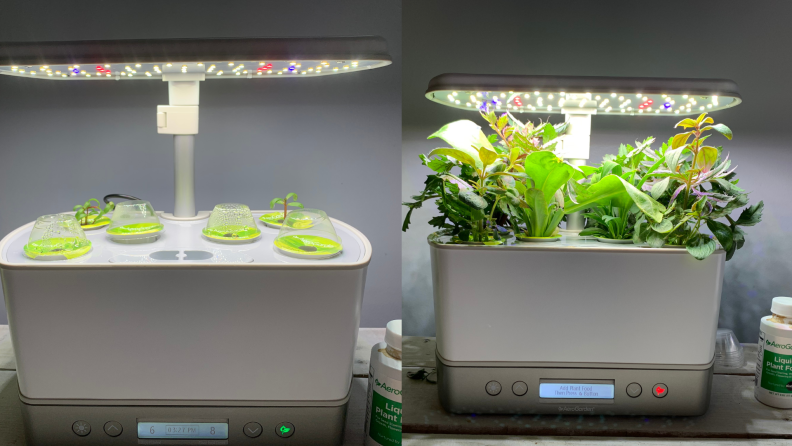 two pictures: one of my plants at week one and the next of my huge growing plants at week 5
