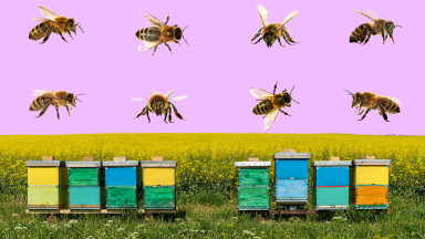 A landscape with beehives and bees against a purple background.