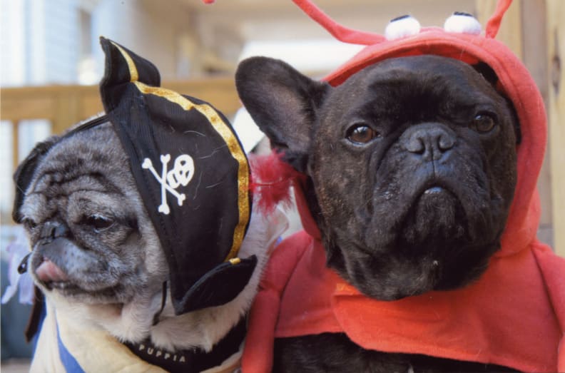 HP-D7560-dogs1-full.jpg