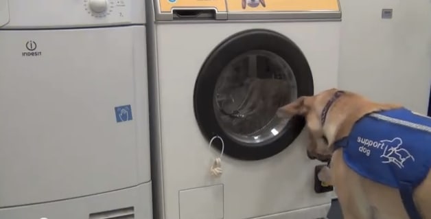 Woof to Wash.jpg