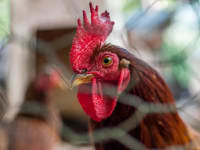 Now that's a chicken.