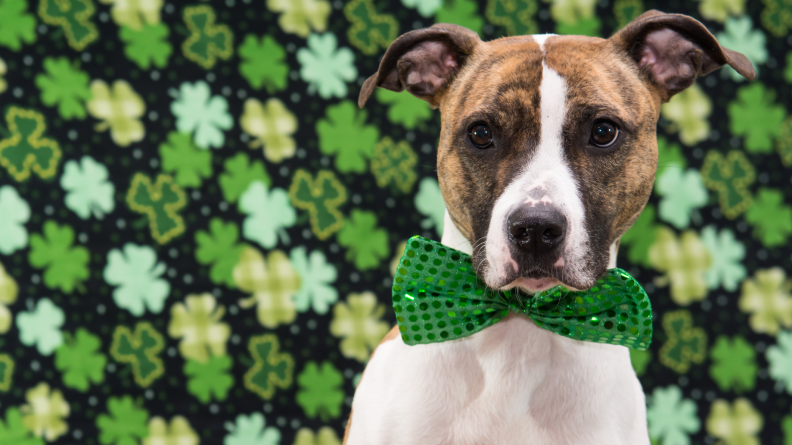 A dog wears a St. Patrick's Day bowtie as a collar.