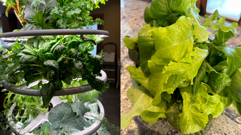 Leafy green plant growing out of Lettuce Grow Farmstand.