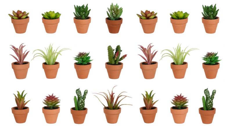 Succulents in terracotta pots against a white background.