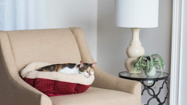 Aspen Pet Self Warming Bed