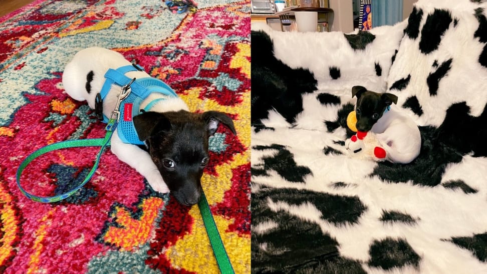 Left: Puppy in harness and on leash. Right: Puppy on waterproof pet blanket.