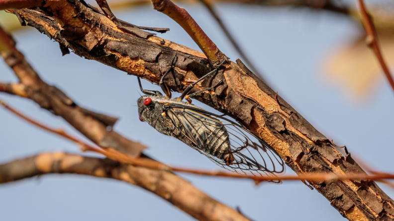Cicada bug resting on tree branch outdoors