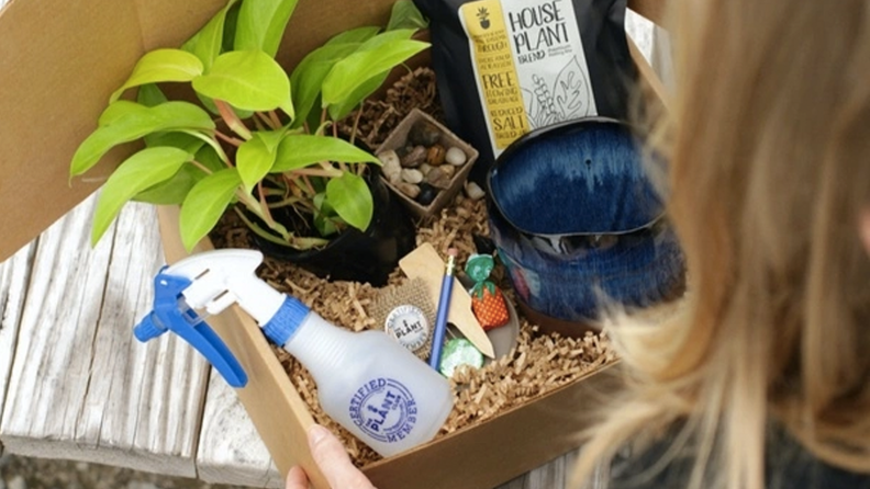A box with a houseplant and plant accessories