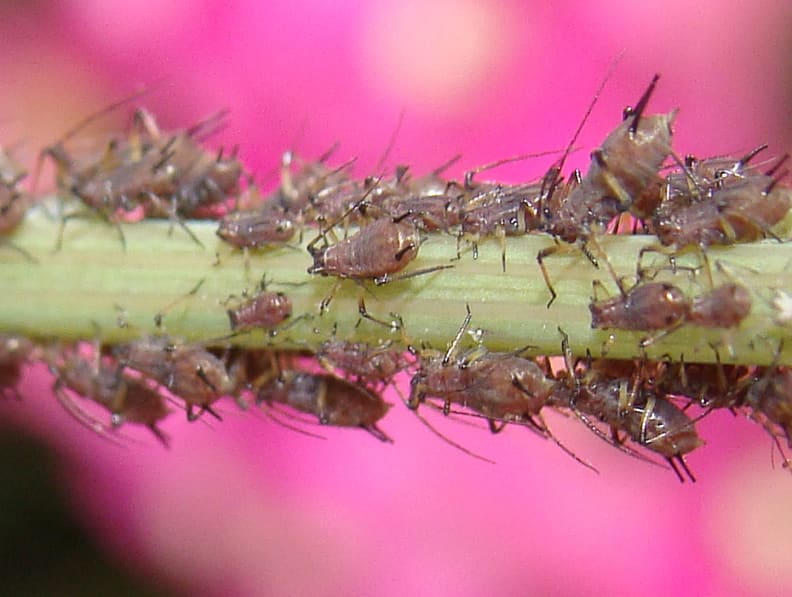 Aphids on Rose Bush