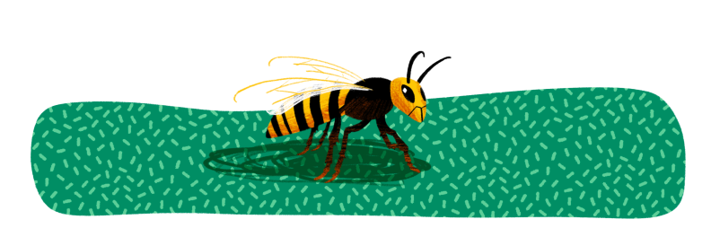 Illustration of a murder hornet in the grass