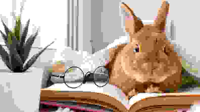 A rabbit sitting on an open book with a pair of glasses next to it.