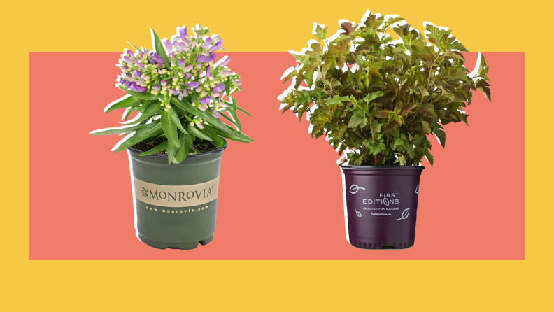 Two potted plants against an orange and salmon background.