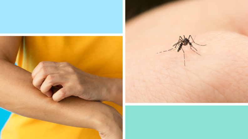 1) A person scratches a mosquito bite on their arm. 2) A mosquito lands on a person's body.