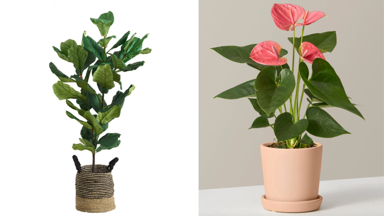 On left, faux fiddle-leaf fig plant in brown straw basket. On right, pink anthurium house plant in ceramic pot.