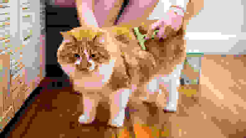 a person brushes a fluffy orange and white cat using the safari undercoat rake