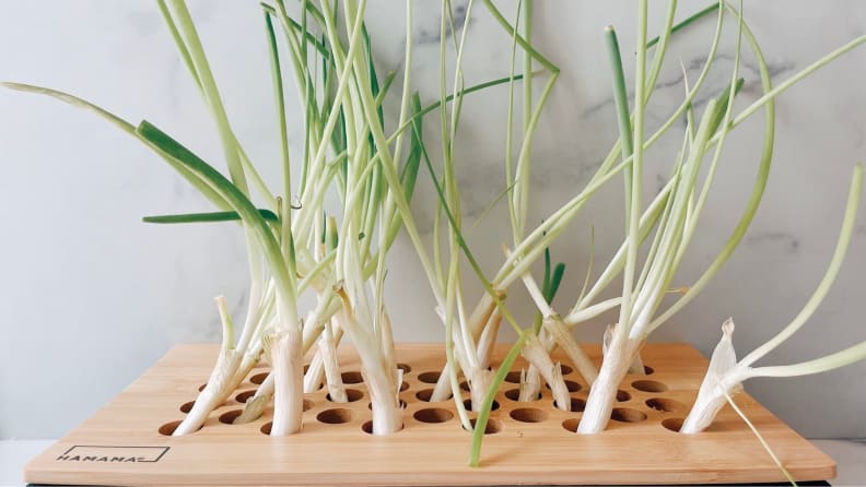 Green onion sprouting from a container with a wooden top filled with holes out of which the onions can grow.