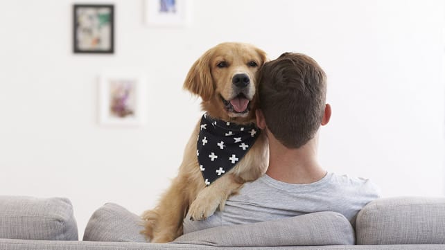Territory Trendy Dog Bandana