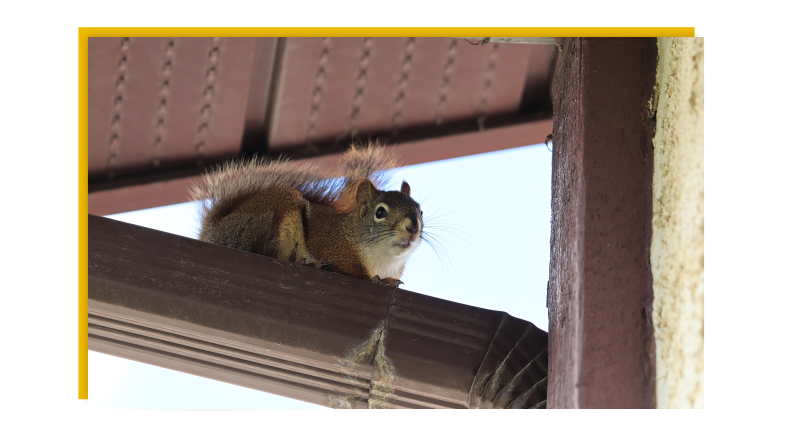 A squirrel standing on a drainage pipe.