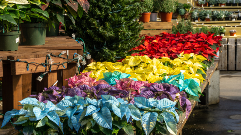 Multicolored poinsettias