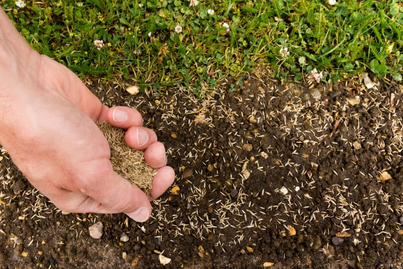 Seeding a lawn by hand