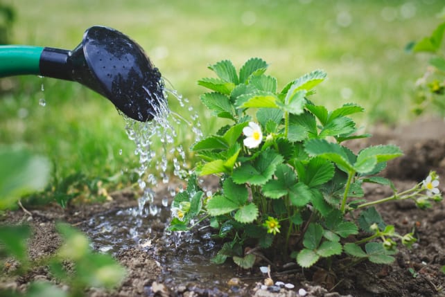 Watering in fertilizer