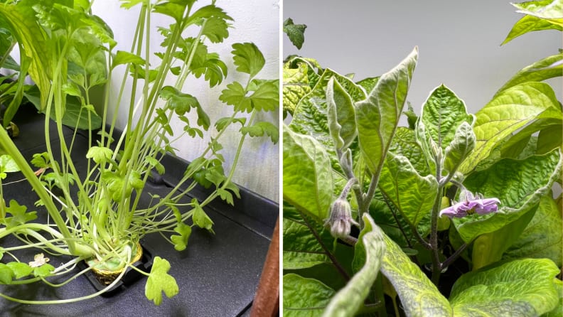 Left: skinny celery plants growing in Rise Gardens. Right: shriveled eggplant buds