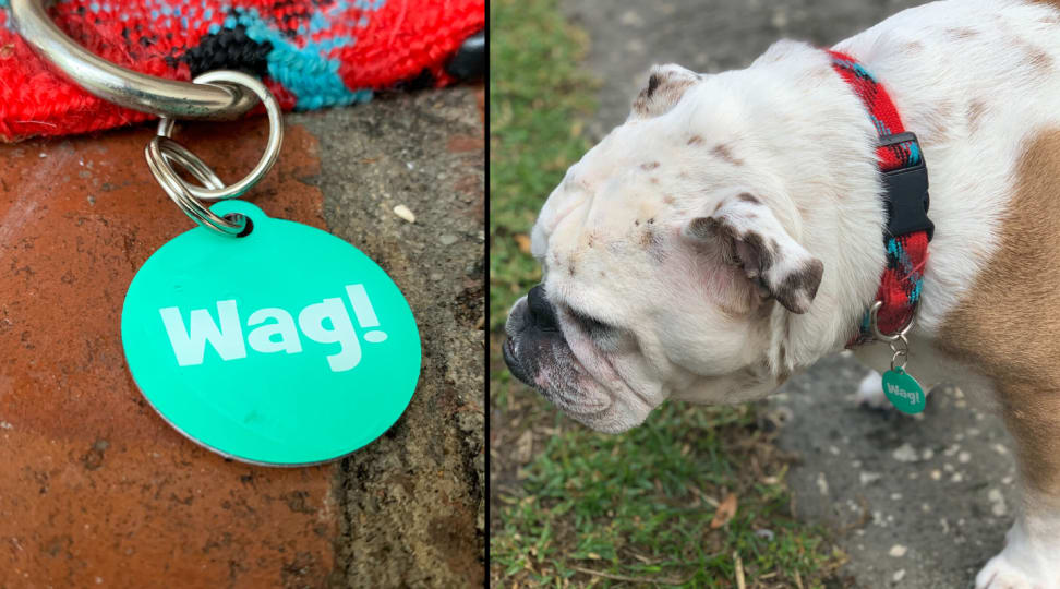 MAKING DOG TAG AT PETSMART  HOWARD'S GET A DOG ID TAG 