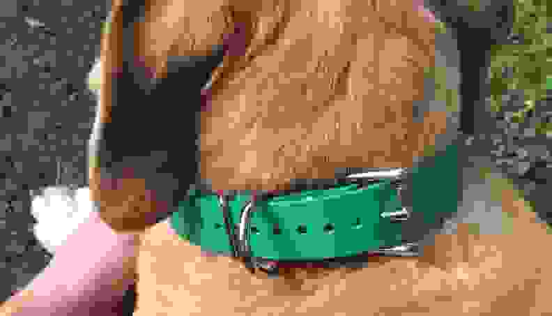 Educator Biothane Dog Collar
