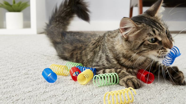 These inexpensive springs are buckets of fun for kitties.