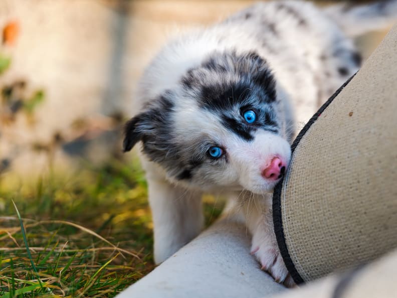 Pet