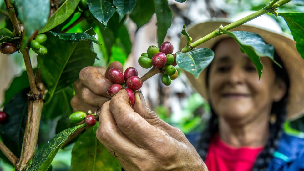 A hat-wearing person is picking red and green coffee cherries off a branch.