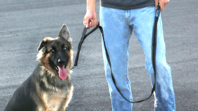 A leash with a second handle comes in handy when walking your dog.
