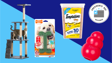 A collection of pet toys in front of colored backgrounds.