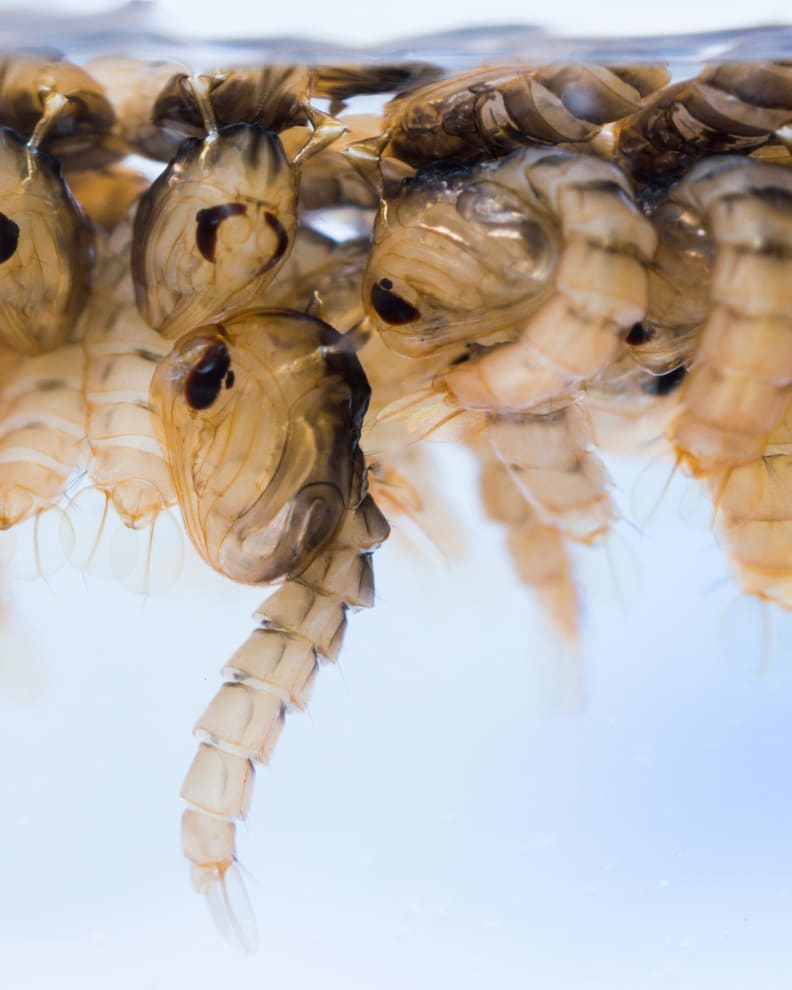 Mosquito pupae