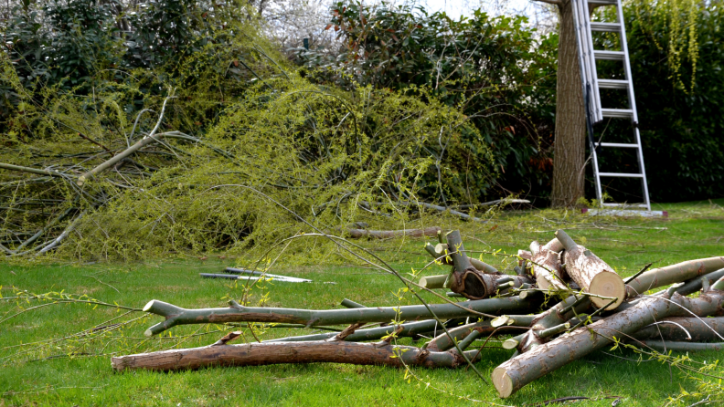 Fallen tree limbs in yard outdoors in front of step ladder.