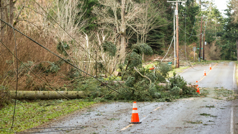 Fallen trees and downed power lines next to a street with an orange cone next to the tree