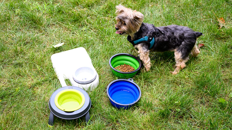 The 10 Best Travel Water Bowls for Dogs, Tested and Reviewed