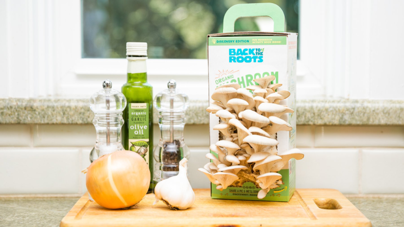A mushroom growing kit is a fun gift for dad who are into gardening.