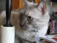 This cat hates lint rollers
