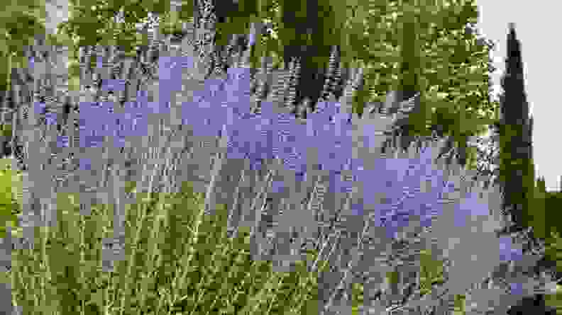 Purple russian sage blooms in a yard