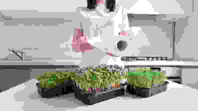 A woman pulling paper towels from the roll with fresh herbs sitting on her countertop.