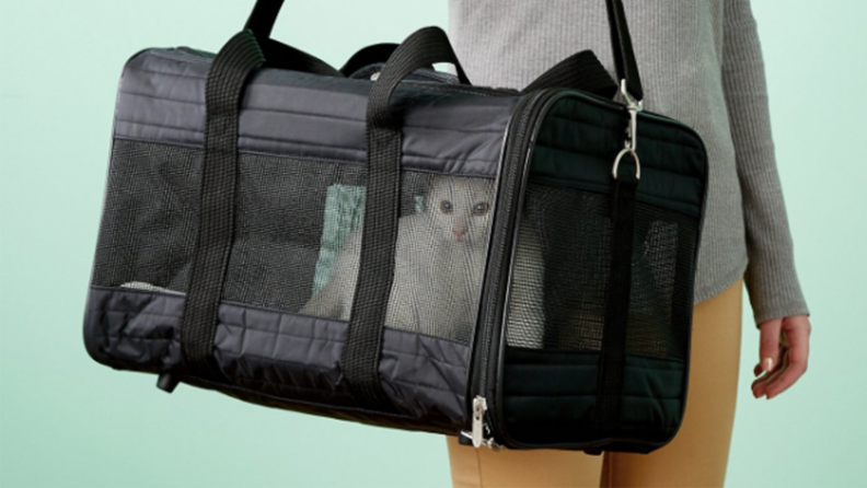 A cat in a carrier