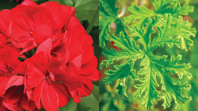 On left, red geraniums outdoors. On right, green scented geranium plant.